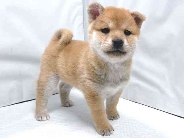 大阪府の柴犬(標準サイズ) (ひごペットフレンドリー堺プラットプラット店/2025年12月16日生まれ/女の子/赤)の子犬の2枚目の画像