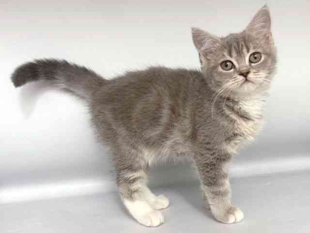 大阪府のマンチカン (ひごペットフレンドリー岸和田店/2025年12月8日生まれ/女の子/ブルータビーホワイト)の子猫の2枚目の画像