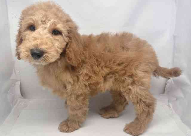 鳥取県のスタンダードプードル (ひごペットフレンドリーイオンモール鳥取北店/2025年12月13日生まれ/男の子/オレンジフォーン)の子犬の2枚目の画像