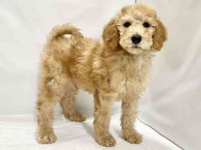 高知県のスタンダードプードル (ひごペットフレンドリーイオンモール高知店/2025年12月13日生まれ/男の子/オレンジフォーン)の子犬の2枚目の画像