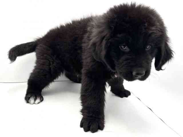 兵庫県のニューファンドランド (ひごペットフレンドリークラウンパーク伊丹店/2025年10月21日生まれ/男の子/ブラックホワイト)の子犬の2枚目の画像