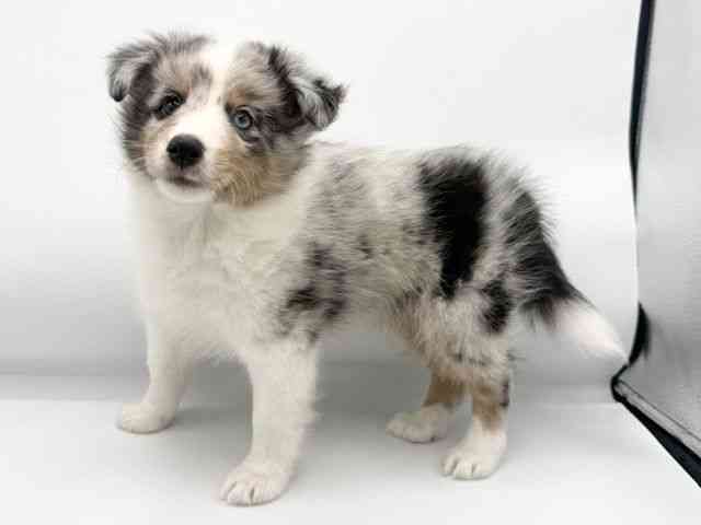 大阪府のシェットランドシープドッグ (ひごペットフレンドリーららぽーとEXPOCITY店/2025年12月18日生まれ/男の子/ブルーマール)の子犬の2枚目の画像