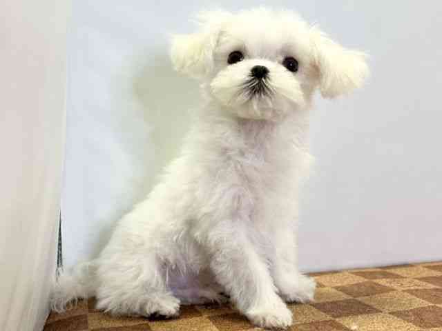愛媛県のマルチーズ (ひごペットフレンドリーエミフルMASAKI店/2025年12月18日生まれ/男の子/ホワイト)の子犬の2枚目の画像