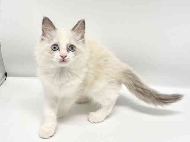 大阪府のラグドール (ひごペットフレンドリーイオンタウン豊中庄内店/2025年12月14日生まれ/男の子/ブルーポイントバイカラー)の子猫の2枚目の画像