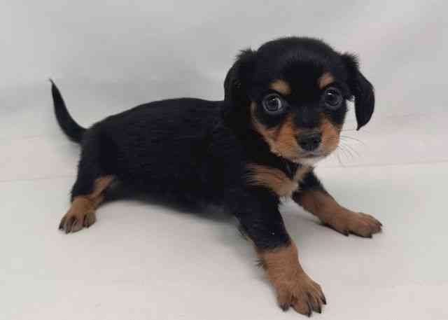 鳥取県のチワックス(チワワ×ダックス) (ひごペットフレンドリーイオンモール鳥取北店/2025年12月16日生まれ/女の子/ブラックタン)の子犬の2枚目の画像