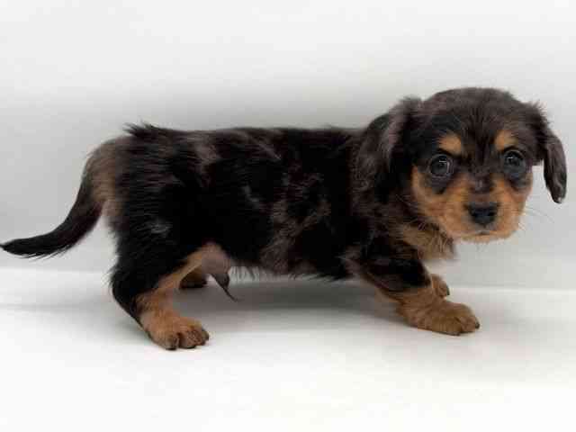 大阪府のチワックス(チワワ×ダックス) (ひごペットフレンドリーイオンそよら海老江店/2025年12月16日生まれ/男の子/ブルーマール)の子犬の2枚目の画像