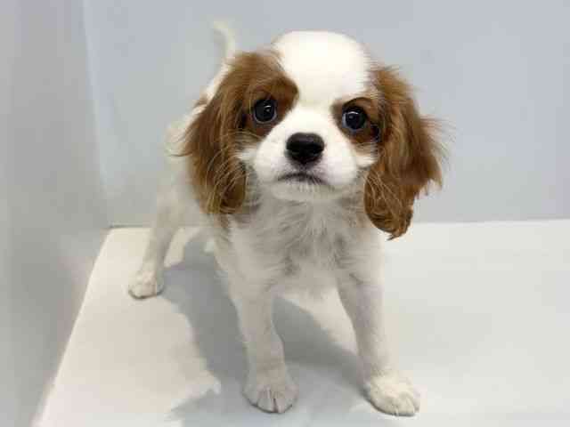 大阪府のキャバリアキングチャールズスパニエル (ひごペットフレンドリーセブンパーク天美店/2025年12月18日生まれ/男の子/ブレンハイム)の子犬の2枚目の画像