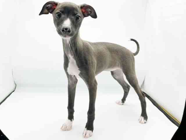 兵庫県のイタリアングレーハウンド (ひごペットフレンドリーコロワ甲子園店/2025年12月11日生まれ/女の子/シールホワイト)の子犬の2枚目の画像