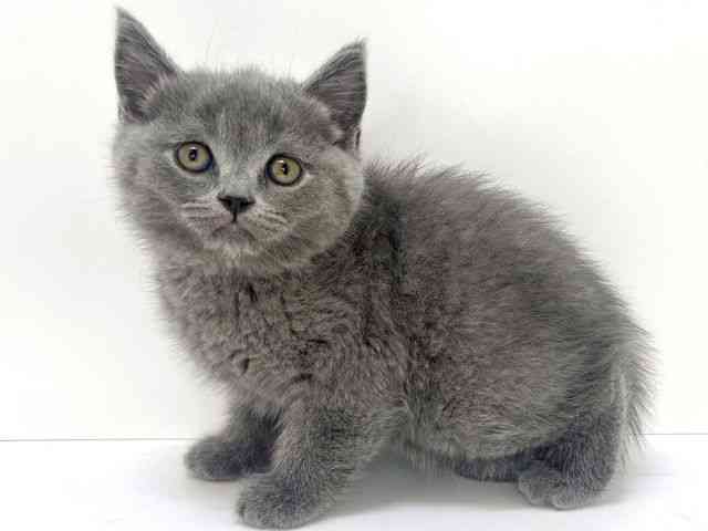 大阪府のブリティッシュショートヘアー (ひごペットフレンドリーいこらもーる泉佐野店/2025年12月17日生まれ/女の子/ブルー)の子猫の2枚目の画像