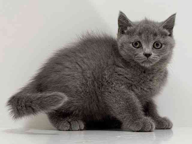 奈良県のブリティッシュショートヘアー (ひごペットフレンドリーイオンモール橿原ウエスト・ビレッジ店/2025年12月17日生まれ/女の子/ブルー)の子猫の2枚目の画像