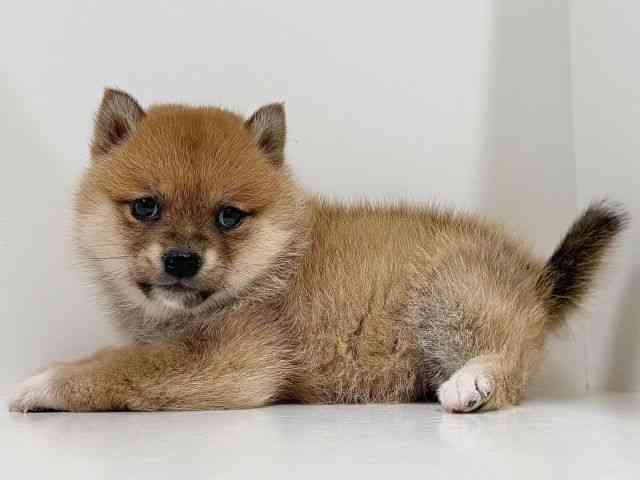 奈良県の柴犬(標準サイズ) (ひごペットフレンドリーイオンモール橿原ウエスト・ビレッジ店/2025年12月20日生まれ/女の子/赤)の子犬の2枚目の画像