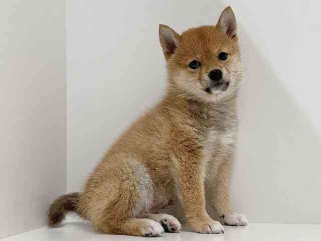 奈良県の柴犬(標準サイズ) (ひごペットフレンドリーイオンモール橿原ウエスト・ビレッジ店/2025年12月20日生まれ/女の子/赤)の子犬の2枚目の画像