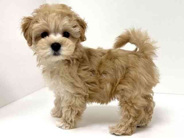 愛知県のマルプー(マルチーズ×プードル) (ひごペットフレンドリーイトーヨーカドー知多店/2025年12月19日生まれ/女の子/アプリコット)の子犬の2枚目の画像