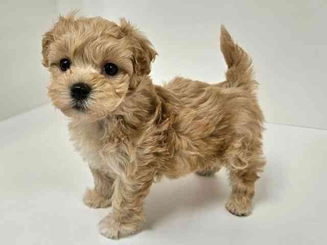 愛知県のマルプー(マルチーズ×プードル) (ひごペットフレンドリーイトーヨーカドー知多店/2025年12月19日生まれ/女の子/アプリコット)の子犬の2枚目の画像