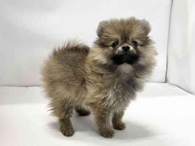 愛媛県のポメラニアン (ひごペットフレンドリーイオンモール今治新都市店/2025年12月20日生まれ/女の子/オレンジ)の子犬の2枚目の画像