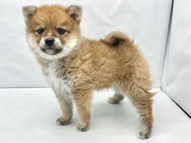 大阪府のポメ柴/豆ポメ/ポメ豆柴(ポメラニアン×柴犬) (ひごペットフレンドリーイトーヨーカドー津久野店/2025年12月19日生まれ/男の子/レッド)の子犬の2枚目の画像