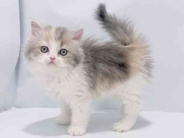 大阪府のラガマフィン (ひごペットフレンドリーイズミヤショッピングセンター千里丘店/2025年12月20日生まれ/女の子/ダイリュートキャリコ)の子猫の2枚目の画像