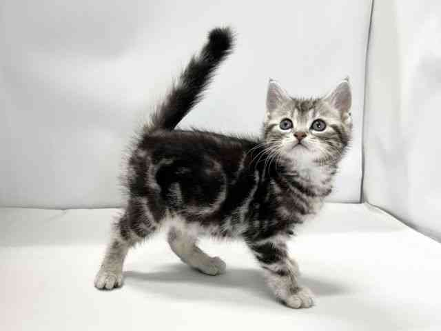 愛媛県のアメリカンショートヘアー (ひごペットフレンドリーイオンモール今治新都市店/2025年12月20日生まれ/男の子/シルバータビー)の子猫の2枚目の画像