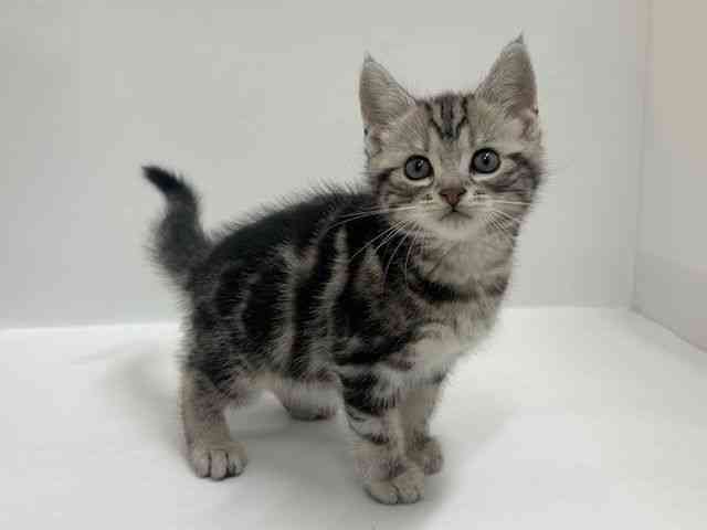大阪府のアメリカンショートヘアー (ひごペットフレンドリーアクロスプラザ住之江店/2025年12月20日生まれ/男の子/シルバータビー)の子猫の2枚目の画像