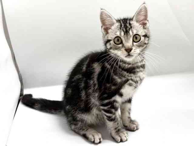 京都府のアメリカンショートヘアー (ひごペットフレンドリー京都店/2025年12月18日生まれ/男の子/シルバータビー)の子猫の2枚目の画像