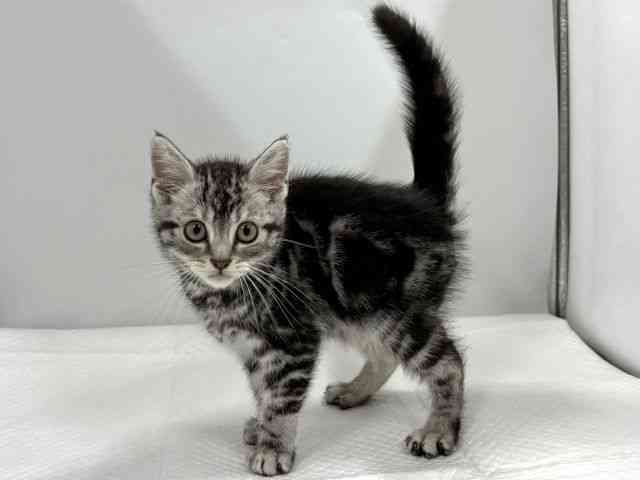 京都府のアメリカンショートヘアー (ひごペットフレンドリー京都店/2025年12月18日生まれ/男の子/シルバータビー)の子猫の2枚目の画像