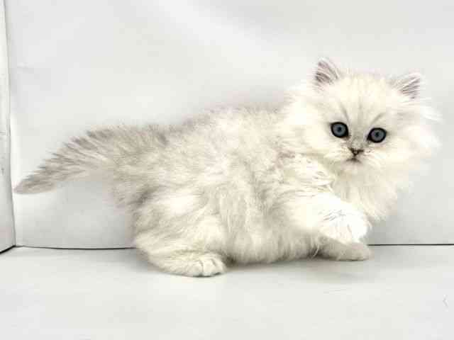 兵庫県のペルシャ (ひごペットフレンドリークラウンパーク伊丹店/2025年12月21日生まれ/男の子/チンチラシルバー)の子猫の2枚目の画像