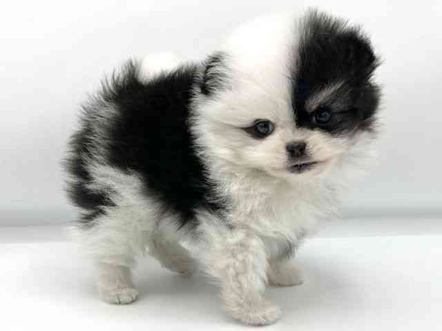 大阪府のポメラニアン (ひごペットフレンドリーららぽーとEXPOCITY店/2025年12月19日生まれ/男の子/ブラックタンホワイト)の子犬の2枚目の画像