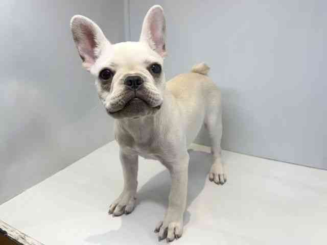 京都府のフレンチブルドッグ (ひごペットフレンドリーイオンモール高の原店/2025年12月21日生まれ/女の子/クリーム)の子犬の2枚目の画像