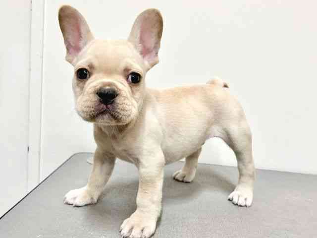 大阪府のフレンチブルドッグ (ひごペットフレンドリーイトーヨーカドー津久野店/2025年12月21日生まれ/男の子/クリーム)の子犬の2枚目の画像