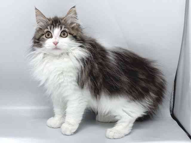 京都府のメインクーン (ひごペットフレンドリー京都店/2025年12月20日生まれ/女の子/ブラウンタビーホワイト)の子猫の2枚目の画像