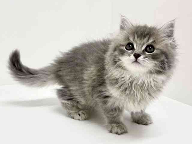 大阪府のラガマフィン (ひごペットフレンドリーくずはモール店/2025年12月18日生まれ/男の子/ブルータビー)の子猫の2枚目の画像