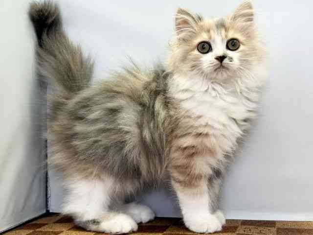 愛媛県のラガマフィン (ひごペットフレンドリーエミフルMASAKI店/2025年12月20日生まれ/女の子/ダイリュートキャリコ)の子猫の2枚目の画像