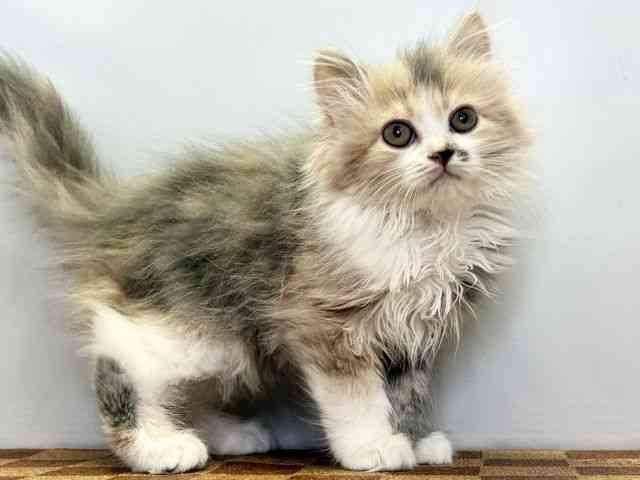 愛媛県のラガマフィン (ひごペットフレンドリーエミフルMASAKI店/2025年12月20日生まれ/女の子/ダイリュートキャリコ)の子猫の2枚目の画像