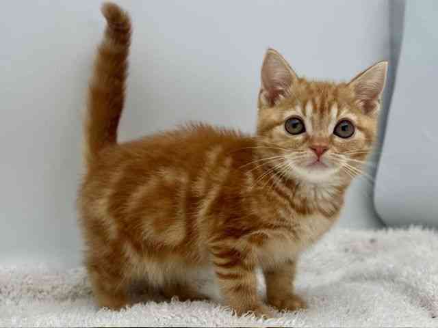 島根県のアメリカンショートヘアー (ひごペットフレンドリーイオンモール出雲店/2025年12月19日生まれ/女の子/レッドタビー)の子猫の2枚目の画像