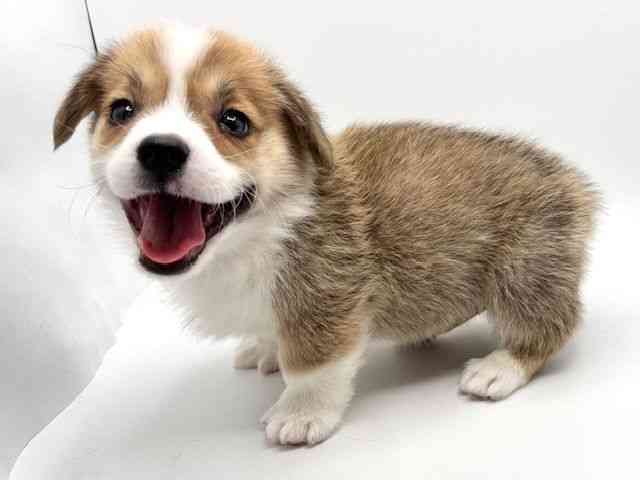 大阪府のウェルシュコーギーペンブローク (ひごペットフレンドリーみのおキューズモール店/2025年12月21日生まれ/男の子/レッドホワイト)の子犬の2枚目の画像