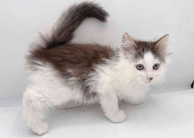 島根県のノルウェージャンフォレストキャット (ひごペットフレンドリーイオン松江ショッピングセンター店/2025年12月19日生まれ/男の子/ブラウンタビーホワイト)の子猫の2枚目の画像