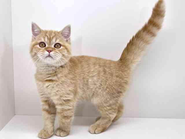 京都府のマンチカン (ひごペットフレンドリーイズミヤショッピングセンター八幡店/2025年12月20日生まれ/男の子/レッドタビー)の子猫の2枚目の画像