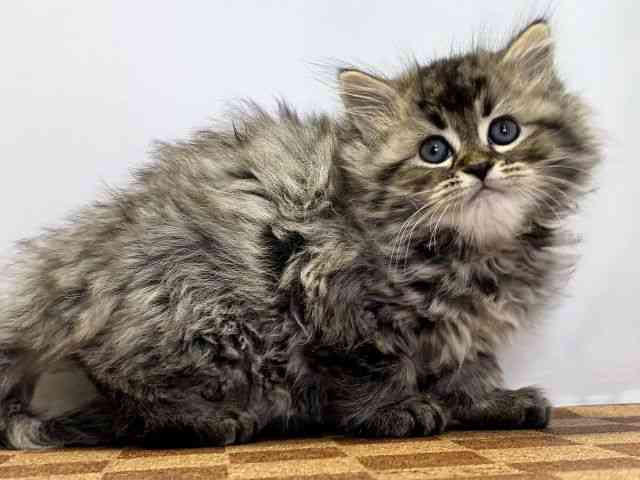 愛媛県のミヌエット (ひごペットフレンドリーエミフルMASAKI店/2025年12月20日生まれ/男の子/ブラウンタビー)の子猫の2枚目の画像