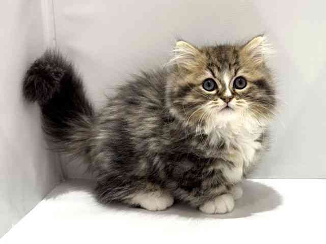 大阪府のミヌエット (ひごペットフレンドリーセブンパーク天美店/2025年12月20日生まれ/男の子/ブラウンタビーホワイト)の子猫の2枚目の画像