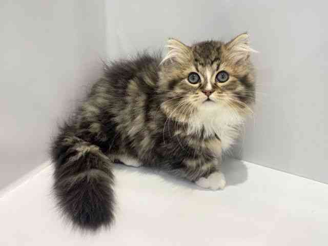 大阪府のミヌエット (ひごペットフレンドリーセブンパーク天美店/2025年12月20日生まれ/男の子/ブラウンタビーホワイト)の子猫の2枚目の画像