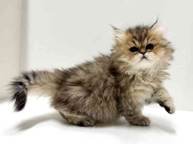 愛知県のペルシャ (ひごペットフレンドリーららぽーと名古屋みなとアクルス店/2025年12月20日生まれ/女の子/チンチラゴールデン)の子猫の2枚目の画像