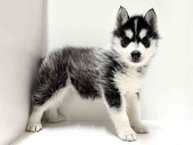 愛知県のシベリアンハスキー (ひごペットフレンドリーららぽーと名古屋みなとアクルス店/2025年12月13日生まれ/男の子/ブラックホワイト)の子犬の2枚目の画像