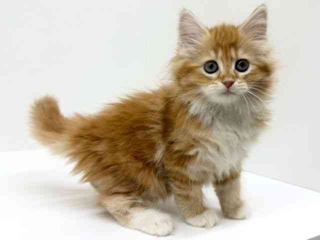 兵庫県のサイベリアン (ひごペットフレンドリーブルメールHAT神戸店/2025年12月20日生まれ/女の子/レッドタビーホワイト)の子猫の2枚目の画像