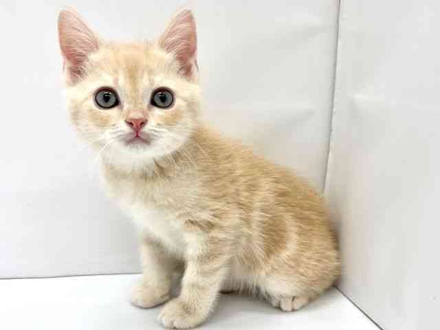 大阪府のスコティッシュフォールド (ひごペットフレンドリーイオンタウン茨木太田店/2025年12月19日生まれ/男の子/クリームタビー)の子猫の2枚目の画像