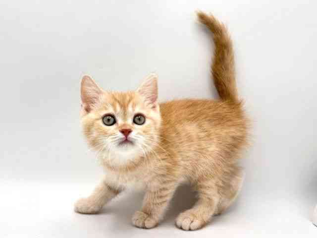 奈良県のスコティッシュフォールド (ひごペットフレンドリー田原本店/2025年12月19日生まれ/男の子/クリームタビーホワイト)の子猫の2枚目の画像