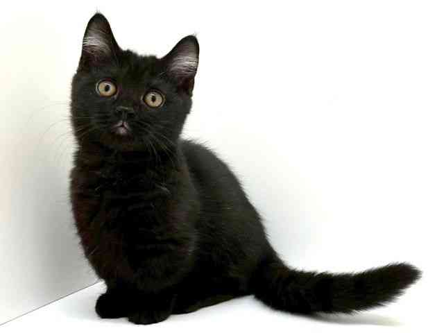 兵庫県のマンチカン (ひごペットフレンドリーブルメールHAT神戸店/2025年12月15日生まれ/女の子/ブラックスモーク)の子猫の2枚目の画像