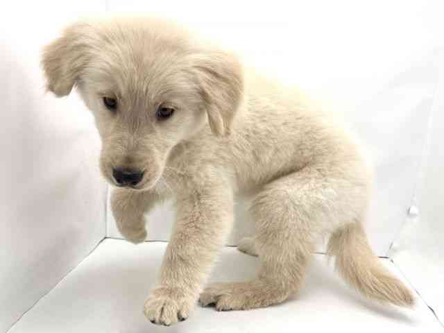 兵庫県のゴールデンレトリバー (ひごペットフレンドリークラウンパーク伊丹店/2025年12月18日生まれ/男の子/ゴールデン)の子犬の2枚目の画像