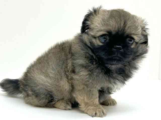 兵庫県のチワペキ/ペキチー/ペキチワ(チワワ×ペキニーズ) (ひごペットフレンドリーブルメールHAT神戸店/2025年12月18日生まれ/男の子/フォーン)の子犬の2枚目の画像