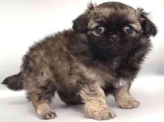 大阪府のチワペキ/ペキチー/ペキチワ(チワワ×ペキニーズ) (ひごペットフレンドリー岸和田店/2025年12月18日生まれ/男の子/フォーン)の子犬の2枚目の画像