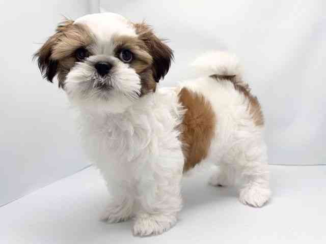 京都府のシーズー (ひごペットフレンドリー洛北阪急スクエア店/2025年12月21日生まれ/女の子/ゴールドホワイト)の子犬の2枚目の画像